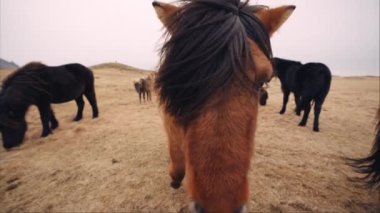 On a hillside field, a brown Icelandic horse approaches the camera while the wind blows through its black mane