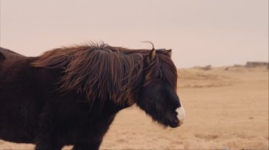 View from the side of a black Icelandic horse with long brown mane chewing on pasture