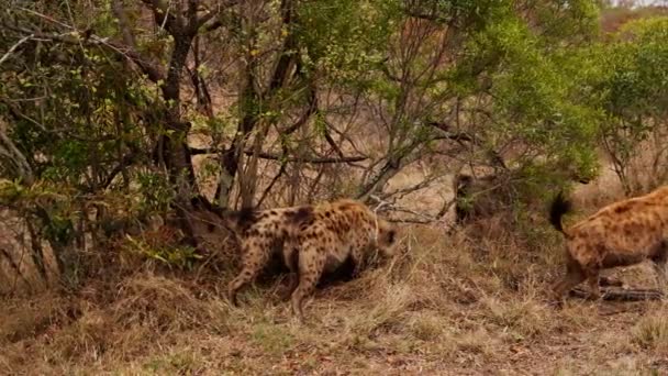 Images Une Meute Hyènes Tachetées Chassant Ralenti Dans Savane Sud — Video