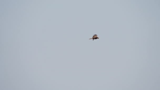 African Fish Eagle Flying Bird Южная Африка Sky — стоковое видео