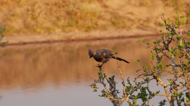 Away Bird Perching Bird River South Africa — Stock Video