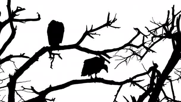 White Backed Vultures Silhouette Perching Tree South Africa — Stockvideo