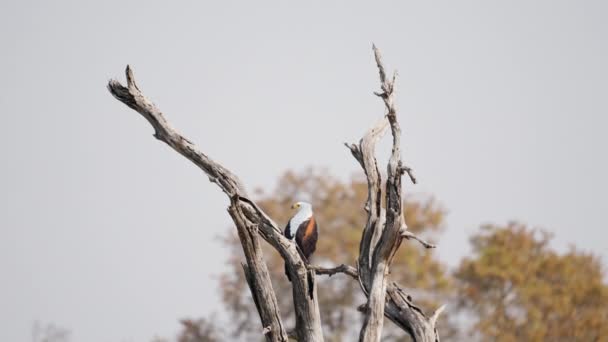African Fish Eagle Perching Tree Bird Южная Африка — стоковое видео