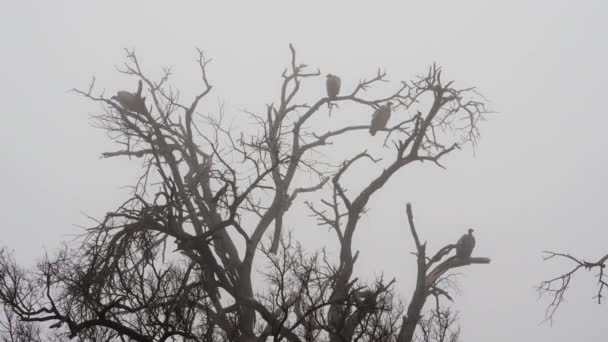 White Backed Vultures Mist Perching Tree South Africa — Stockvideo