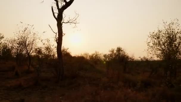 Pôr Sol Safari África Sul Savannah Tranquilo — Vídeo de Stock