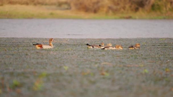 Gansos Egipcios Río Aves Sudáfrica Naturaleza — Vídeos de Stock