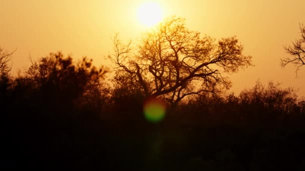 Sunset Glowing Trees Savannah South Africa — Stock Video