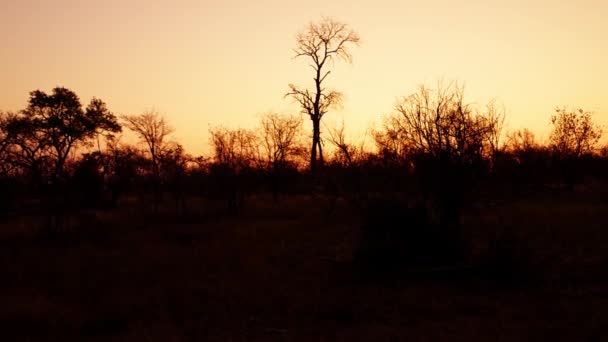 Atardecer Árbol Silueta Savannah Sudáfrica — Vídeo de stock