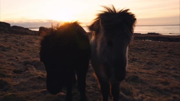 Pair Icelandic Horses Standing Grassy Field Backdrop Sea Setting Sun — Stockvideo