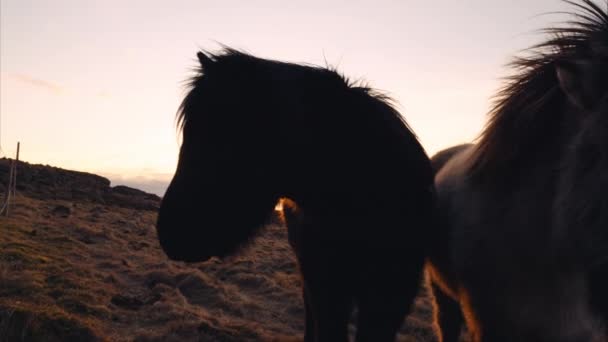 一只冰岛马把头转向摄像机 它的轮廓被美丽的落日和身后的大海照亮了 — 图库视频影像