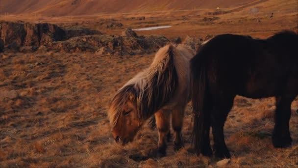 Pair Icelandic Horses Grazing Hillside Pasture — Stockvideo