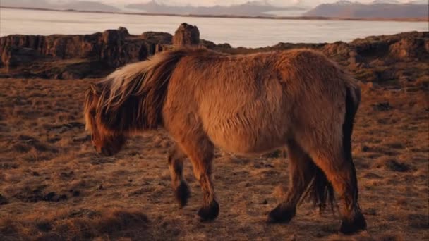 Icelandic Horse Walks Seaside Pasture Cloudy Day — Wideo stockowe