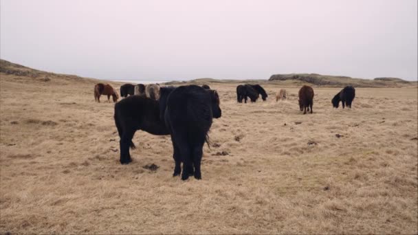 冰岛的一群马在蓝天下的田野里吃草 — 图库视频影像