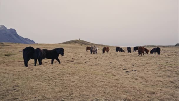 冰岛马群在晴朗的天空下放牧的牧场 — 图库视频影像