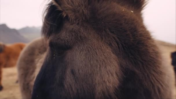特写镜头 在放牧前显示马的眼睛和在风中飘扬的鬃毛 — 图库视频影像