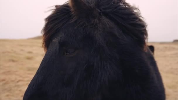 Черная Исландская Лошадь Поворачивает Голову Камере Ветреном Поле — стоковое видео