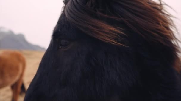 Side View Shot Black Icelandic Horse Windy Field Turning Its — Stockvideo