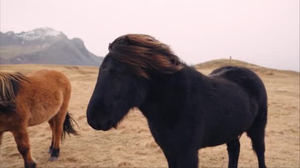 Pair Black Brown Icelandic Horses Resting Windy Hillside Field — стоковое видео