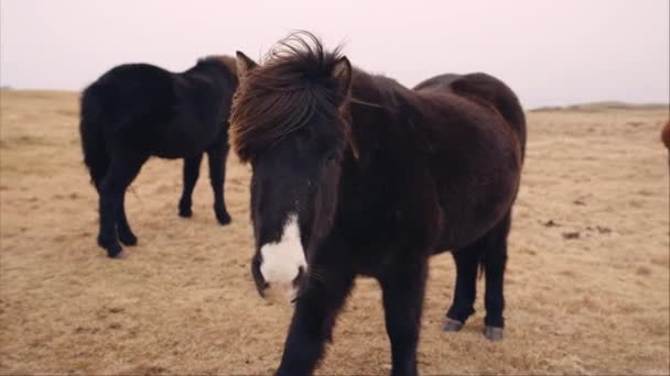 Dva Černí Islandští Koně Pasoucí Pastvinách — Stock video