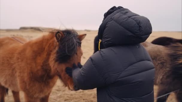 Een Man Met Een Windjack Draagt Een Bruin Ijslands Paard — Stockvideo