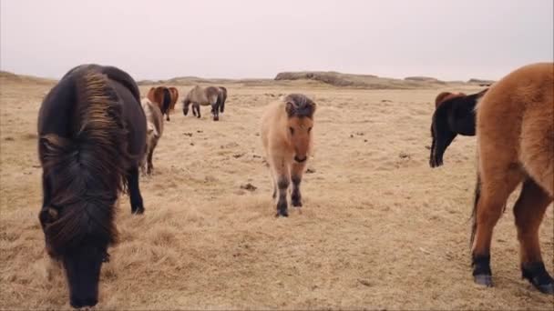 Travnaté Kopcovité Pole Stádem Islandských Koní Pasoucích Větrného Dne — Stock video