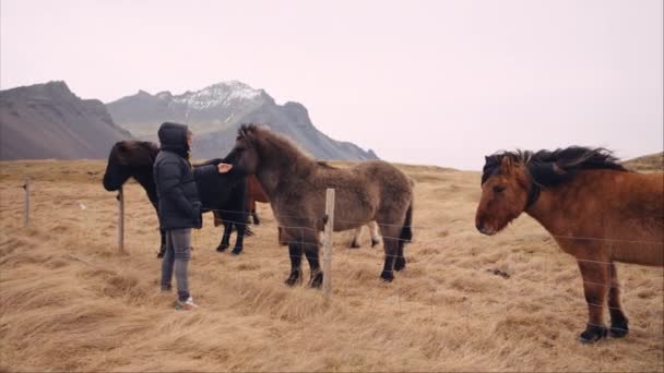Man Stands Fence While Feeding Icelandic Horse Grassy Hillside Field — Stockvideo