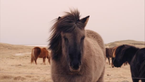 Średnie Ujęcie Brązowego Konia Islandzkiego Odwracającego Się Kamery Kierunku Pastwiska — Wideo stockowe