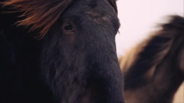 Pair Icelandic Horses Pasture Windy Day — Stockvideo