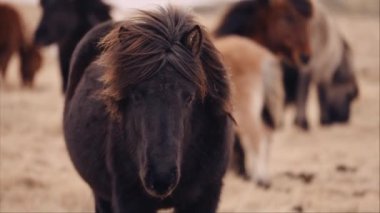 Medium shot of a black Icelandic horse with a backdrop of the herd grazing on pasture behind it