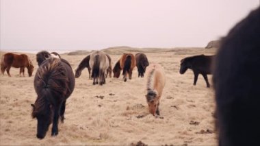 Herd of horses grazing on a hillside pasture in the Icelandic countryside
