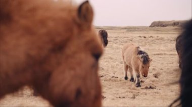 A brown Icelandic horse turns away from the camera and grazes alongside the herd in a field