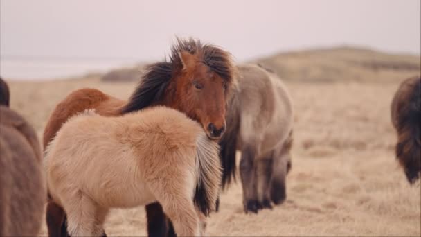 Brown Icelandic Horse Stands Center Pasture Herd — Stock Video