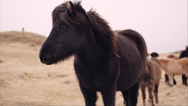 Icelandic Horse Rests Hillside Pasture Rest Herd — Stockvideo