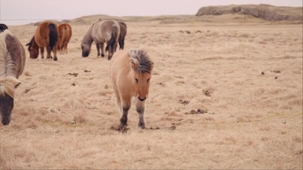 Een Bruin Ijslands Paard Loopt Naar Camera Tegen Harde Wind — Stockvideo
