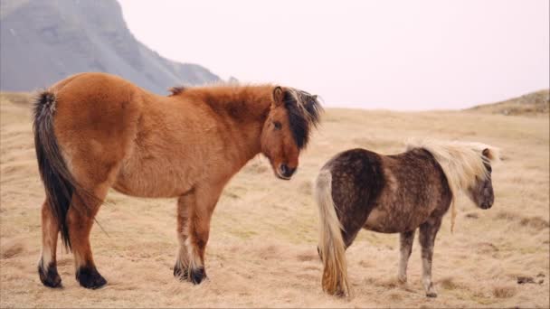 Islandpferdepaar Ruht Tagsüber Auf Einer Hangweide — Stockvideo