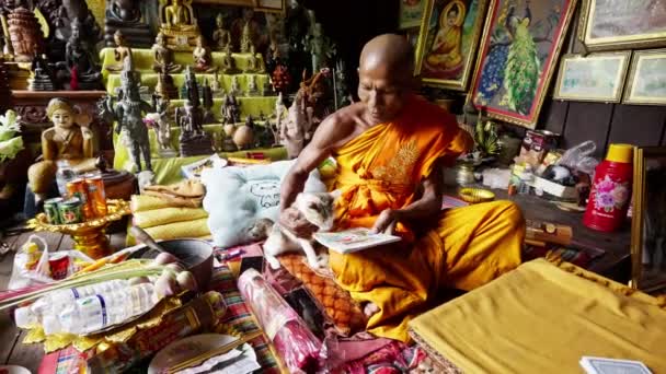 Buddyjski Mnich Kot Świątynia Pet Tajlandia — Wideo stockowe