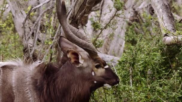 Nyala Antilope Geweihe Fütterung Südafrika — Stockvideo