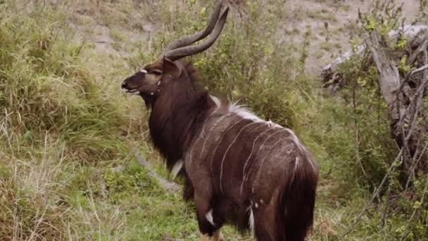 Nyala Antelope Wildlife Antlers Jihoafrická Republika — Stock video