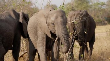 Afrika 'daki bir safaride gündüz vakti çayırda kalırken dal yiyen fil sürüsü.