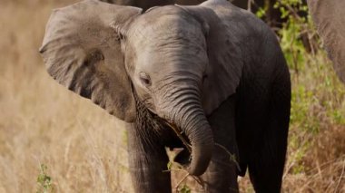 Gündüz vakti, dalları yiyen ve Afrika safarisinde sağ tarafa bakan genç bir filin görüntüsü.