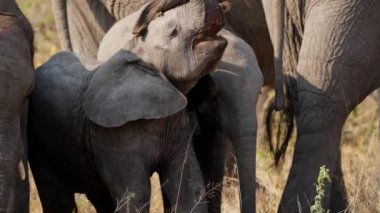 Diğer fillerle çevrili bir fil sırtına kökünden sökülmüş bir bitki atar ve gün içinde Afrika 'daki bir safaride yere düşer.