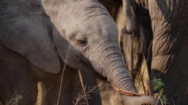 Diğer fillerle çevrili bir fil, bir Afrika safarisinde sökülmüş bir bitkiyi güpegündüz soyup soğana çevirir.