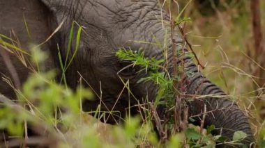 Afrika 'da bir safaride çalıların ve bitkilerin arkasına saklanırken bir filin başına odaklan.