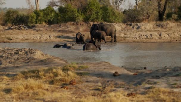 Gran Cantidad Elefantes Que Quedan Bañan Río Safari Durante Día — Vídeos de Stock
