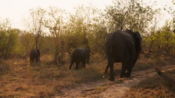 宽照片显示了大象在草地上和树林中行走的背景图 在南非 阳光闪烁着光芒 — 图库视频影像