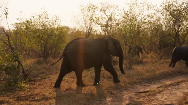Tracking Shot Elefanti Che Camminano Sull Erba Con Sole Splendente — Video Stock