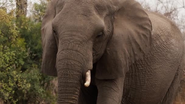 Primer Plano Elefante Mirando Caminando Hacia Cámara Durante Día Safari — Vídeos de Stock