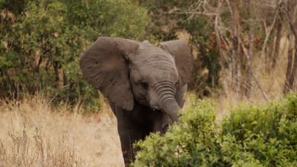 Amplio Tiro Elefante Joven Levantando Tronco Mientras Está Pie Sobre — Vídeos de Stock
