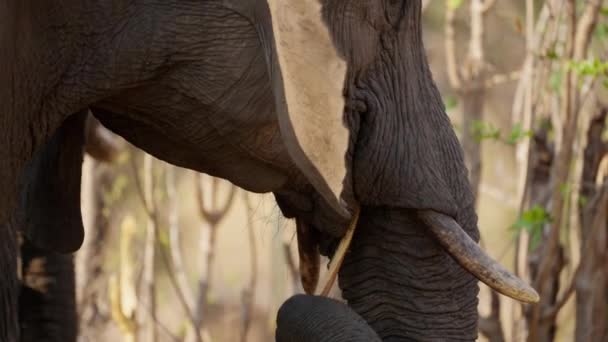 在非洲的一次狩猎活动中 在白天吃树枝时 特写镜头聚焦在大象的头上 — 图库视频影像