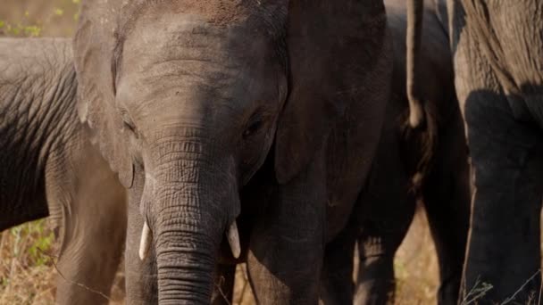 在非洲的一次狩猎活动中 一头大象用树干在它的身体上喷洒泥土来保持凉爽 并保护自己不受昆虫的侵袭 — 图库视频影像